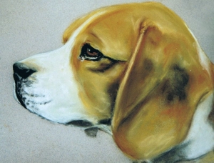Beagle               