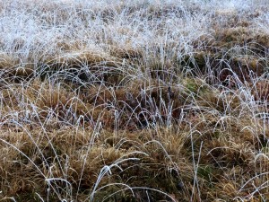 balade-en-hiver-en-sologne-herbes-givre-copyright-yseult-carre