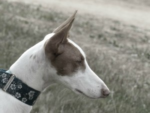 podenco-d-Ibiza-chien-de-garenne-des-baleares-pompadour-2016-copyright-yseult-carre-