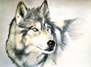 Loup gris              