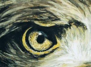 Oeil de pygargue à queue blanche                                     