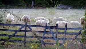 moutons-caussedegramat-quercy-copyright-yseult-carre