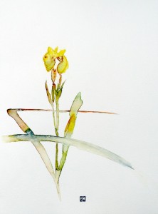 Iris royal d'étang en Sologne