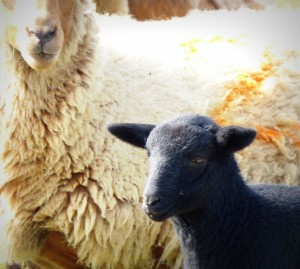 agneau-noir-de-solognote-mouton-de-sologne-copyright-yseult-carre 