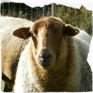 mouton-de-sologne-francoise-prudhomme1-copyright-yseult-carre  