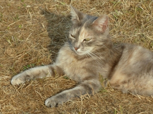dusty-chat-sologne-2015-copyright-yseult-carre        