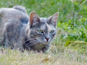 dusty-chat-sologne-copyright-yseult-carre---        