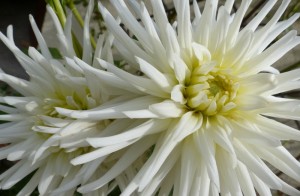 dahlia-blanc-sologne-copyright-yseult-carre