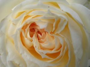 rose-blanche-sologne-copyright-yseult-carre