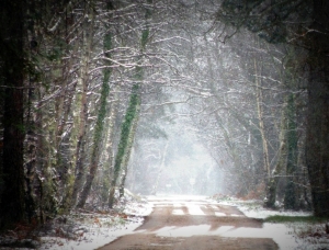 chemin-sologne-hiver-neige-copyright-yseult-carre        