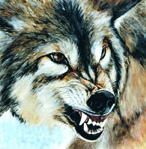 Loup_copyright_yseultcarre (1)              