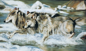 Loups alpha              