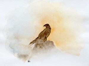 Faucon pèlerin-  Falco peregrinus © Yseult Carré        